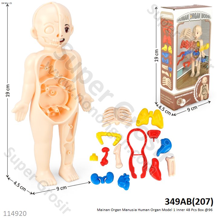 Mainan Edukasi Boneka Model Organ Manusia Human Organ Model 1 Inner 48 Pcs Box @96